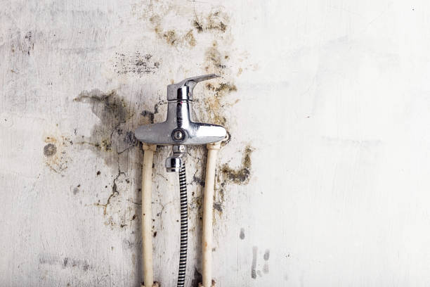 Best Mold Removal and Inspection  in Mohnton, PA