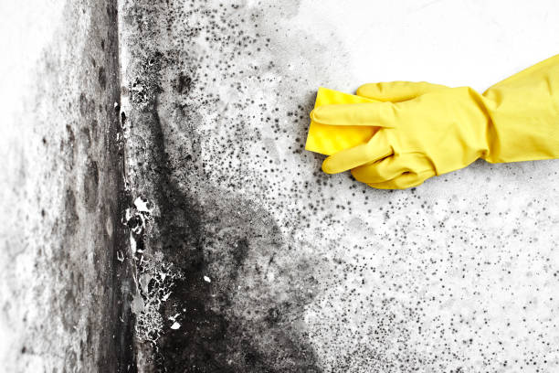 Attic Mold Removal in Mohnton, PA
