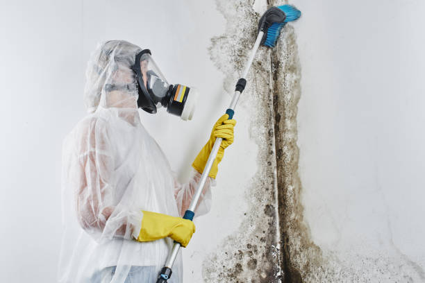 Professional Mold Removal in Mohnton, PA