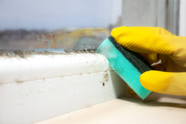 Mold Testing and Removal in Mohnton, PA