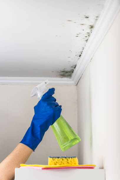 Mold Removal Process in Mohnton, PA